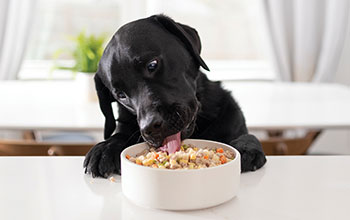 Canned-Dog-Food