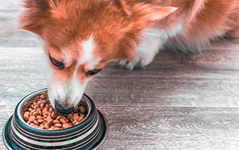 Frozen Dog Food