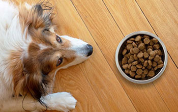 dry-dog-food
