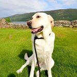 Hartwick Field Dog Food: Know A Nutritious Dog Food!