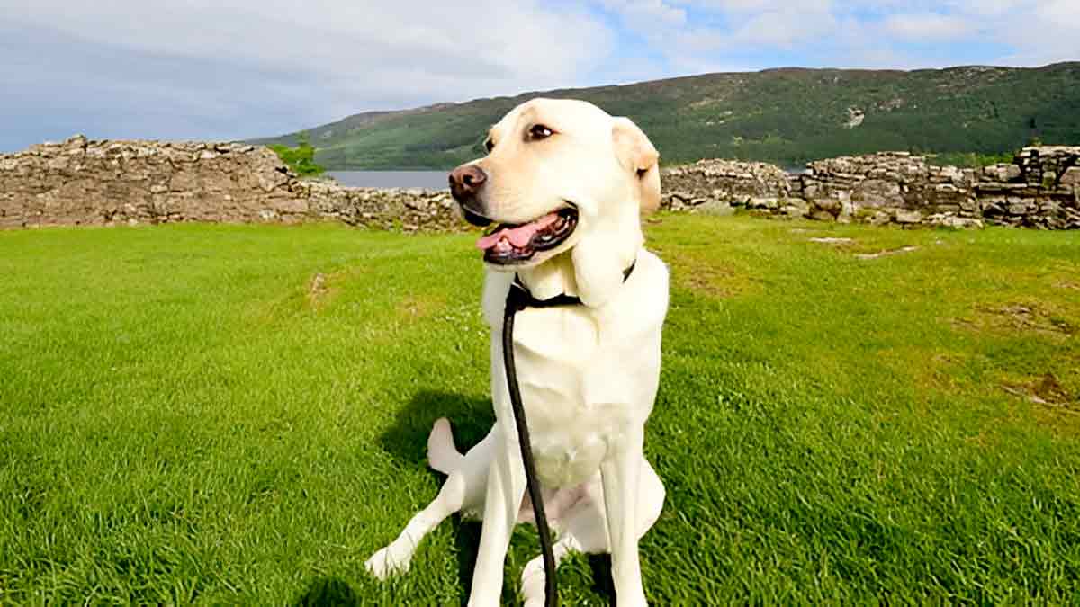 Hartwick Field Dog Food: Know A Nutritious Dog Food!